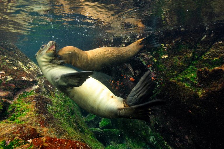 Two sea lions playing underwater in Galapagos - Santiago island: Egas Port - Espumilla Beach - Special photo cruise to the Galapagos with Birding Experience