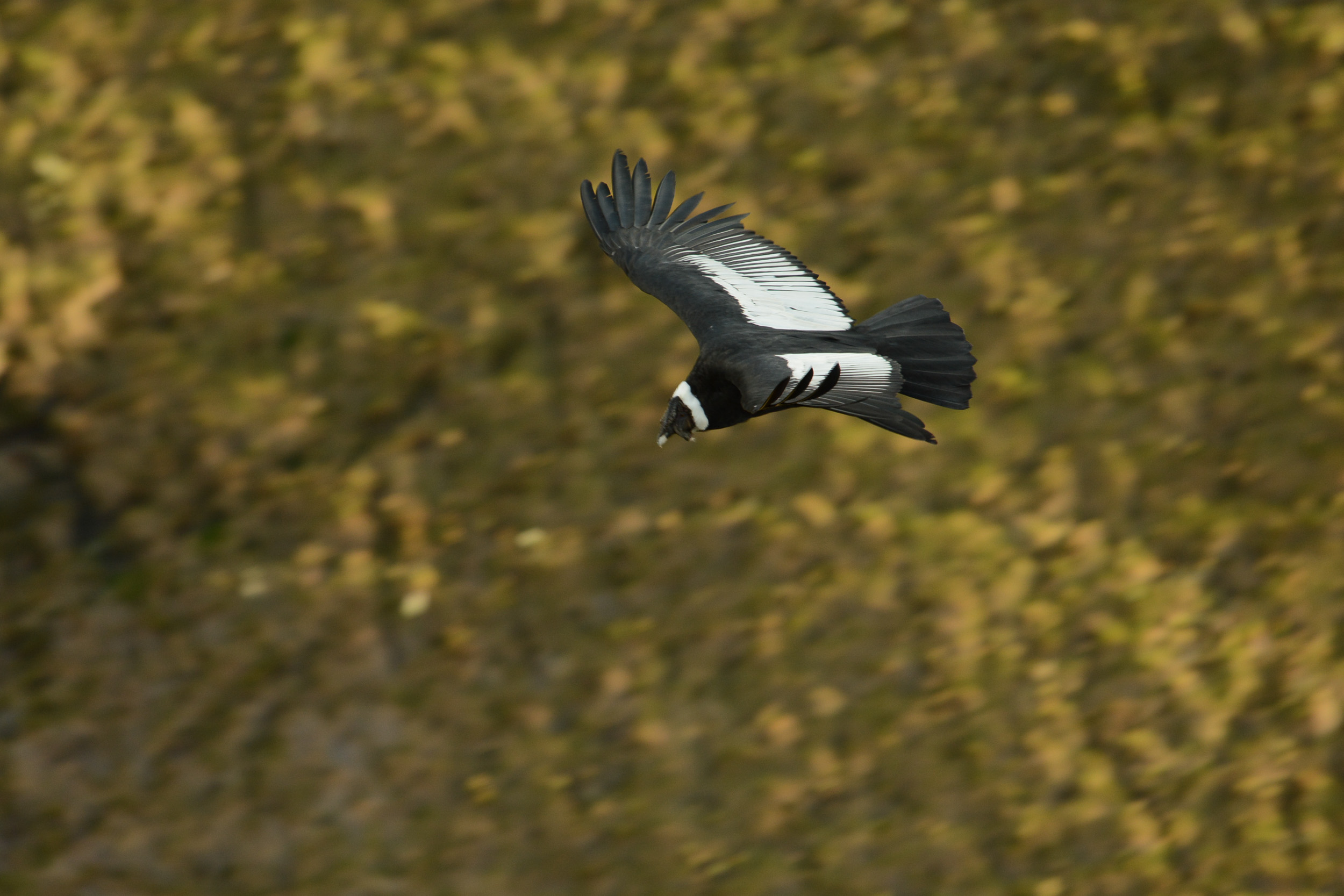 Le mythique Condor des Andes (Vultur gryphus) en vol, Equateur - Des deux côtés des Andes avec Birding Experience