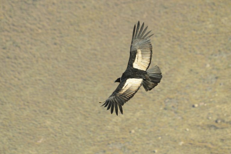 The mythical Andean Condor (Vultur gryphus) in flight, Ecuador - Antisana - On both sides of the Andes with Birding Experience