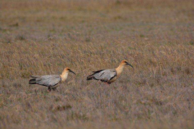 The rare Andean Ibis (Theristicus branickii) - Antisana - On both sides of the Andes with Birding Experience