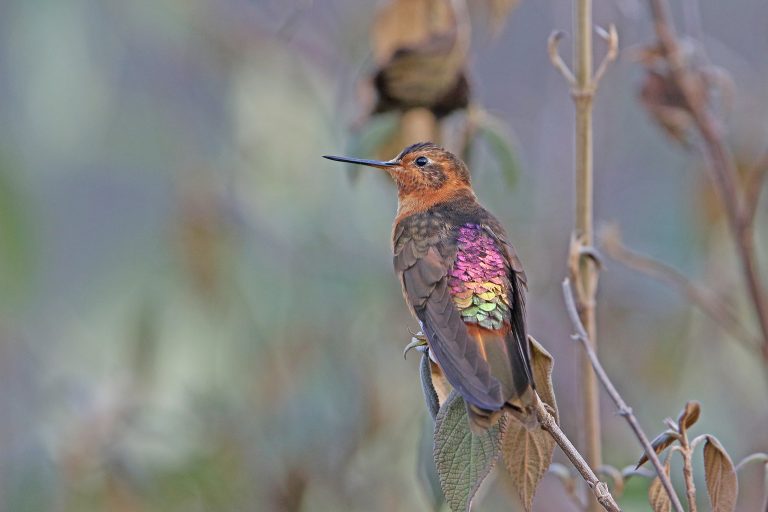 Le Colibri étincelant (Aglaeactis cupripennis) est un des colibri de haute altitude, Equateur - Papallacta – Guango – San Isidro - Des deux côtés des Andes avec Birding Experience