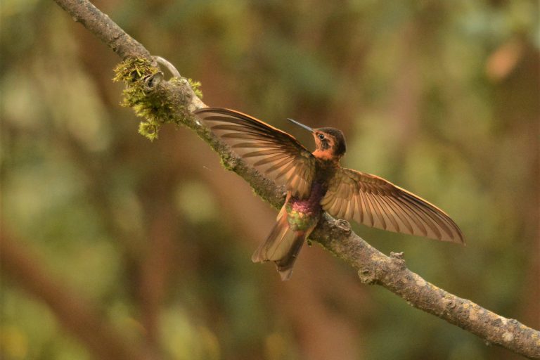 Le Colibri étincelant (Aglaeactis cupripennis) est un des colibri de haute altitude, Equateur - Des deux côtés des Andes avec Birding Experience