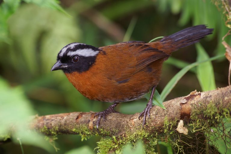 A Tanager Finch (Oreothraupis arremonops) in the cloud forest, Ecuador - In the heart of the cloud forests - On both sides of the Andes with Birding Experience