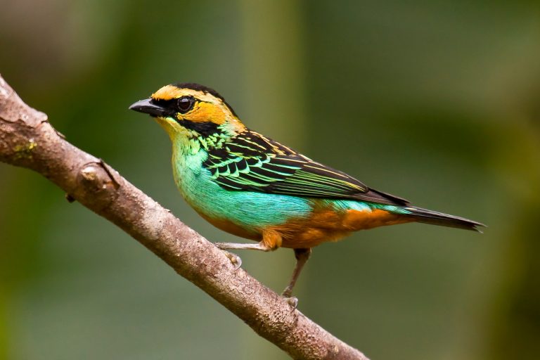 Golden-eared Tanager (Tangara chrysotis) - Yankuam – Copalinga - Tumbesian endemics and southern Andes with Birding Experience