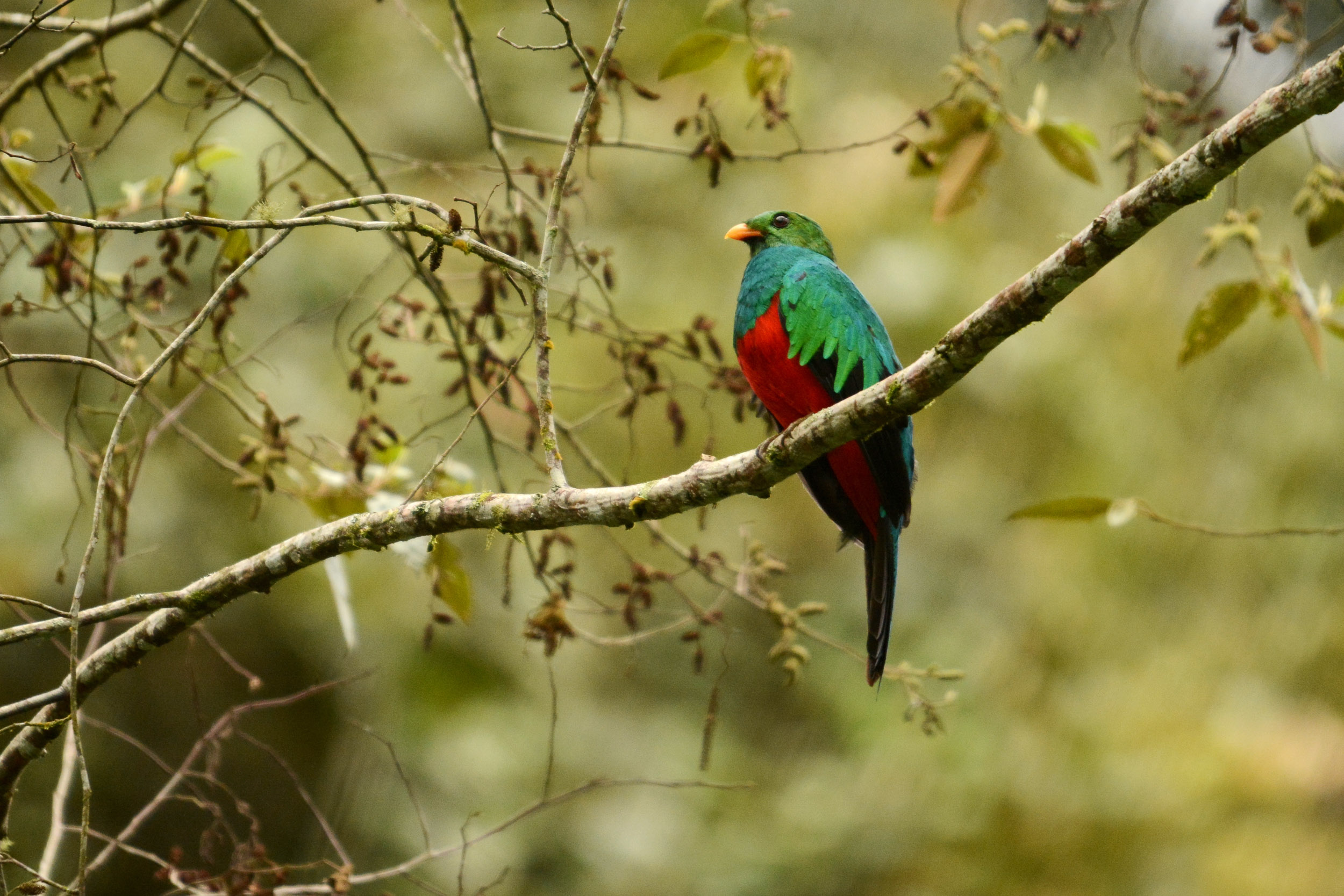 Un Quetzal doré (Pharomachrus auriceps), Equateur - Des deux côtés des Andes avec Birding Experience