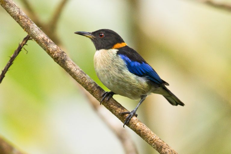 Un Tangara sucrier (Iridophanes pulcherrimus), Equateur - Réserve Amagusa - Equateur: Les oiseaux en image avec Birding Experience
