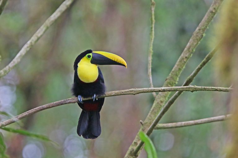 Choco Toucan (Ramphastos brevis) - Sachatamia – Milpe – Paz de las Aves - On both sides of the Andes with Birding Experience
