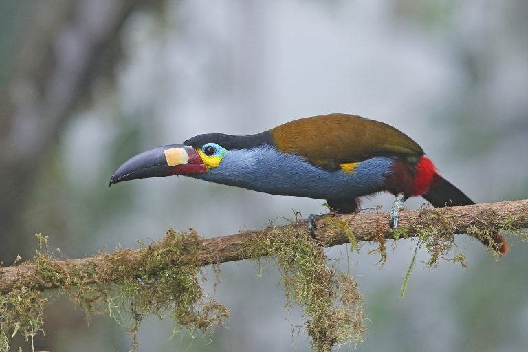 Equateur: Les oiseaux en image