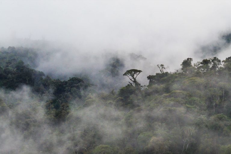 The mythical landscapes of the Ecuadorian cloud forests - Bellavista Cloud forest - In the heart of the Andean Chocó - Slow Birding with Birding Experience