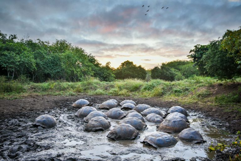 Giant tortoises (Chelonoidis sp.) in the highlands of Santa Cruz, Galapagos - Santa Cruz Island: Charles Darwin Scientific Station - Highlands - Special photo cruise to the Galapagos with Birding Experience