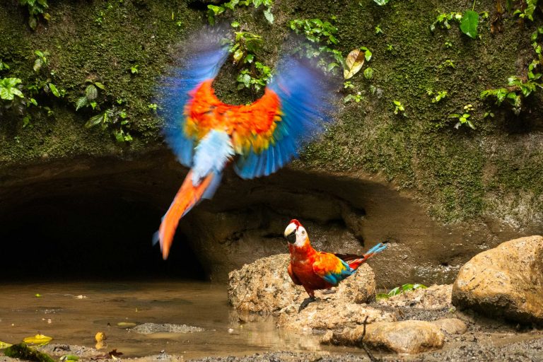 Ara Macaw cherchant des nutriments dans les 
