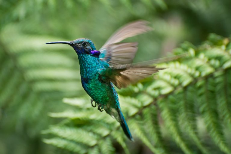 Sparkling violetear (Colibri coruscans) in flight - Arrival in Ecuador - Quito - From Chocó to Yasuni with Birding Experience