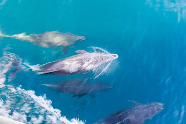 Groupe de dauphins jouant dans la vague provoquée par le bateau lors d'une traversée entre îles aux Galápagos - Île Santa Cruz : Cerro Dragon - Île Santiago : Baie Sullivan - Croisière spéciale photo aux Galápagos avec Birding Experience