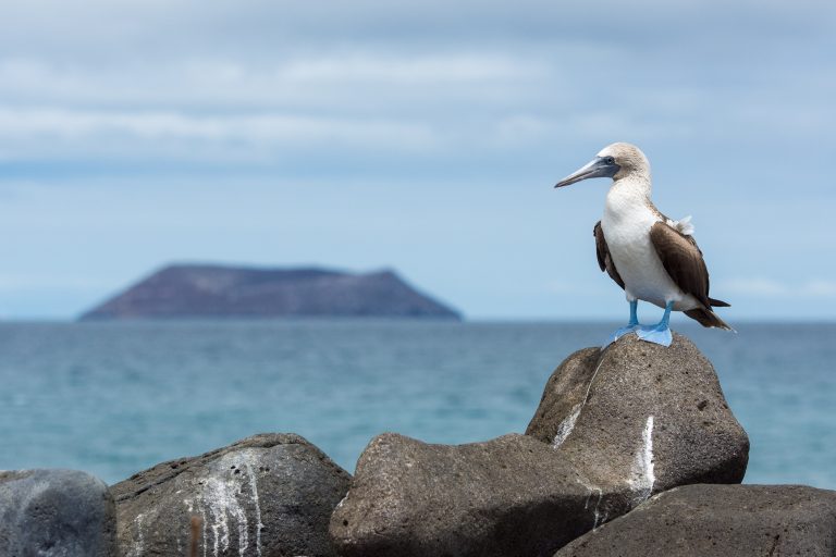 Special photo cruise to the Galapagos
