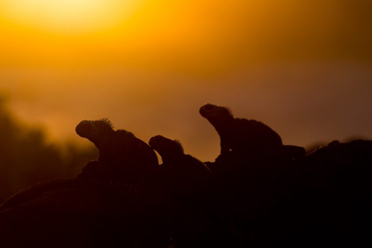 Circuits ornitho spécial photographes - Croisière spéciale photographie aux Galápagos avec Birding Experience