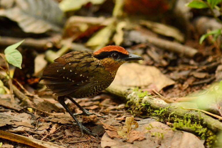 Pittasome à sourcils noirs (Pittasoma rufopileatum) - Amagusa - Du Chocó au Yasuni avec Birding Experience