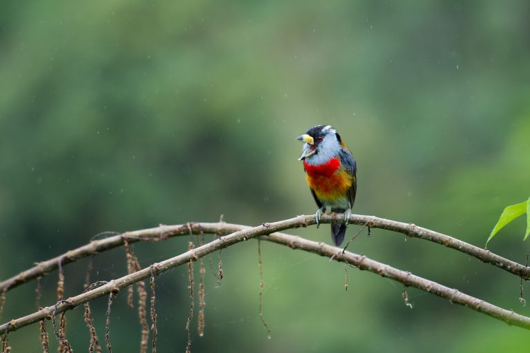 Cabézon toucan (Semnornis ramphastinus) - Balcón Tumpiki - Fruttitour - Mashpi - Equateur: Les oiseaux en image avec Birding Experience