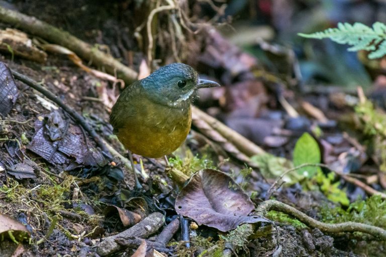Grallaire à moustaches (Grallaria alleni) - Paz de las Aves - Pintag - Equateur: Les oiseaux en image avec Birding Experience