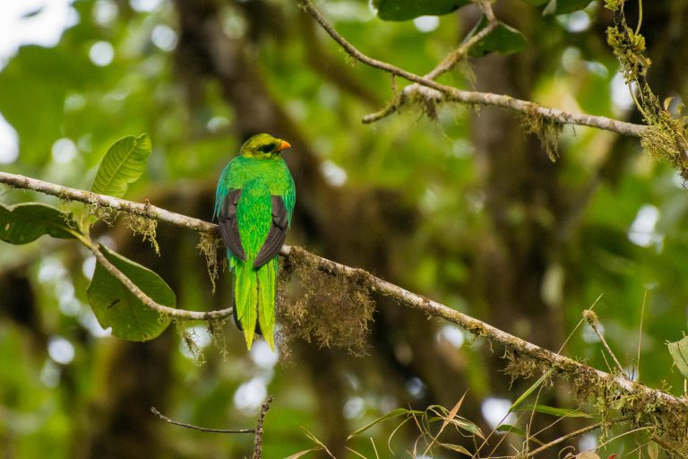 Quetzal doré (Pharomachrus auriceps) - Vallée basse de Tandayapa - Des deux côtés des Andes avec Birding Experience