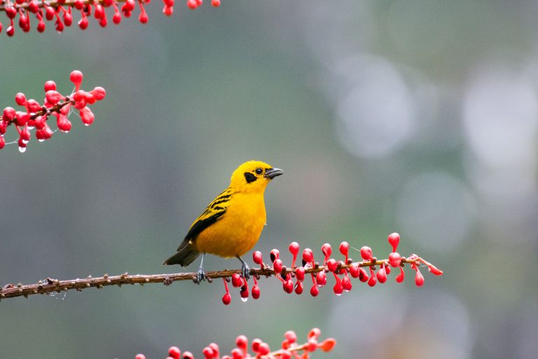 Calliste doré, Equateur (Tangara arthus) - Sachatamia - Santa Rosa – Pintag - Du Chocó au Yasuni avec Birding Experience