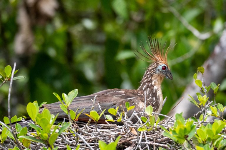 Hoazin huppé (Opisthocomus hoazin) au nid - Sani Lodge – Iles du Napo - Du Chocó au Yasuni avec Birding Experience