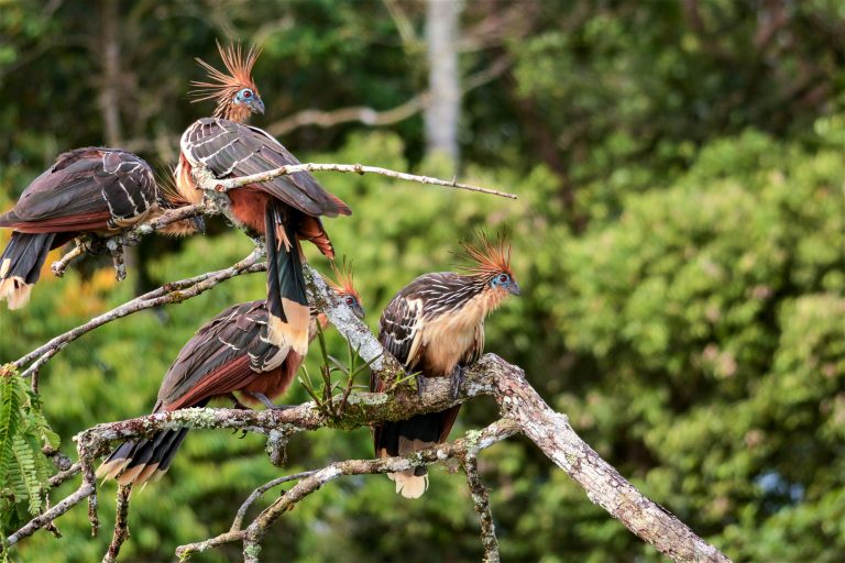 Hoazin huppé (Opisthocomus hoazin) - Sani Lodge – Iles du Napo - Du Chocó au Yasuni avec Birding Experience