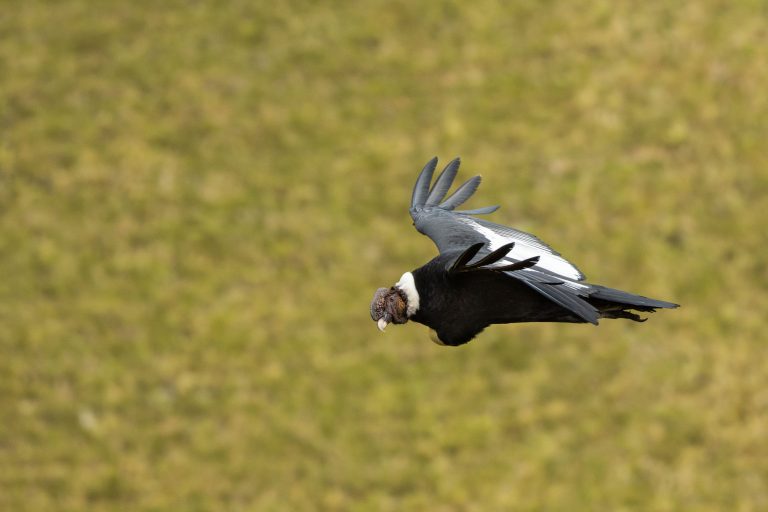 Condor des Andes (Vultur gryphus) - Antisana - Papallacta - Des deux côtés des Andes équatoriennes avec Birding Experience