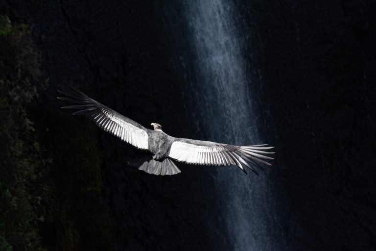Condor des Andes (Vultur gryphus) - Antisana - Papallacta - Des deux côtés des Andes équatoriennes avec Birding Experience