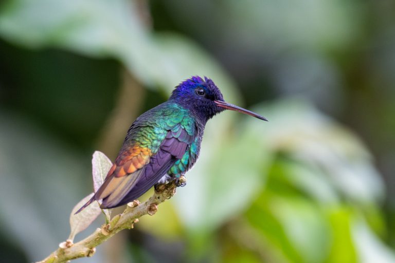 WildSumaco Wildlife Sanctuary - From Chocó to Yasuni with Birding Experience