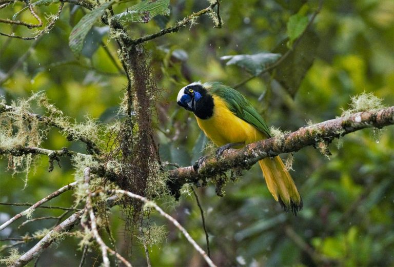 Geai vert (Cyanocorax yncas) - Réserve San Isidro - Equateur: Les oiseaux en image avec Birding Experience