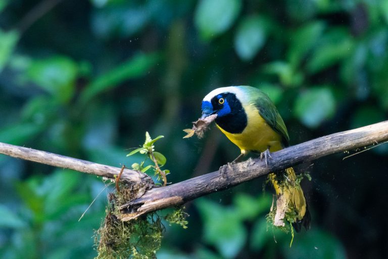 Geai vert (Cyanocorax yncas) - San Isidro - Du Chocó au Yasuni avec Birding Experience