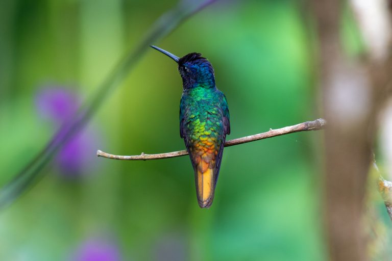 Saphir œnone (Chrysuronia oenone) - San Isidro – Wayra - WildSumaco - Equateur: Les oiseaux en image avec Birding Experience