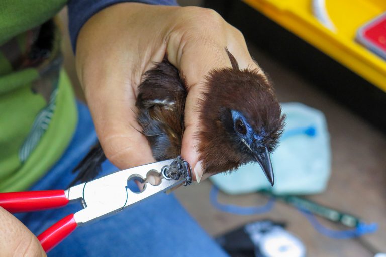 Voyages scientifiques chez les oiseaux avec Birding Experience