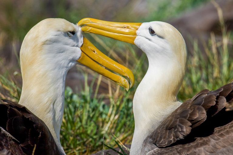 Albatros des Galápagos (Phoebastria irrorata) - Île Española : Baie Gardner – Punta Suarez - Croisière spéciale ornitho aux Galápagos avec Birding Experience