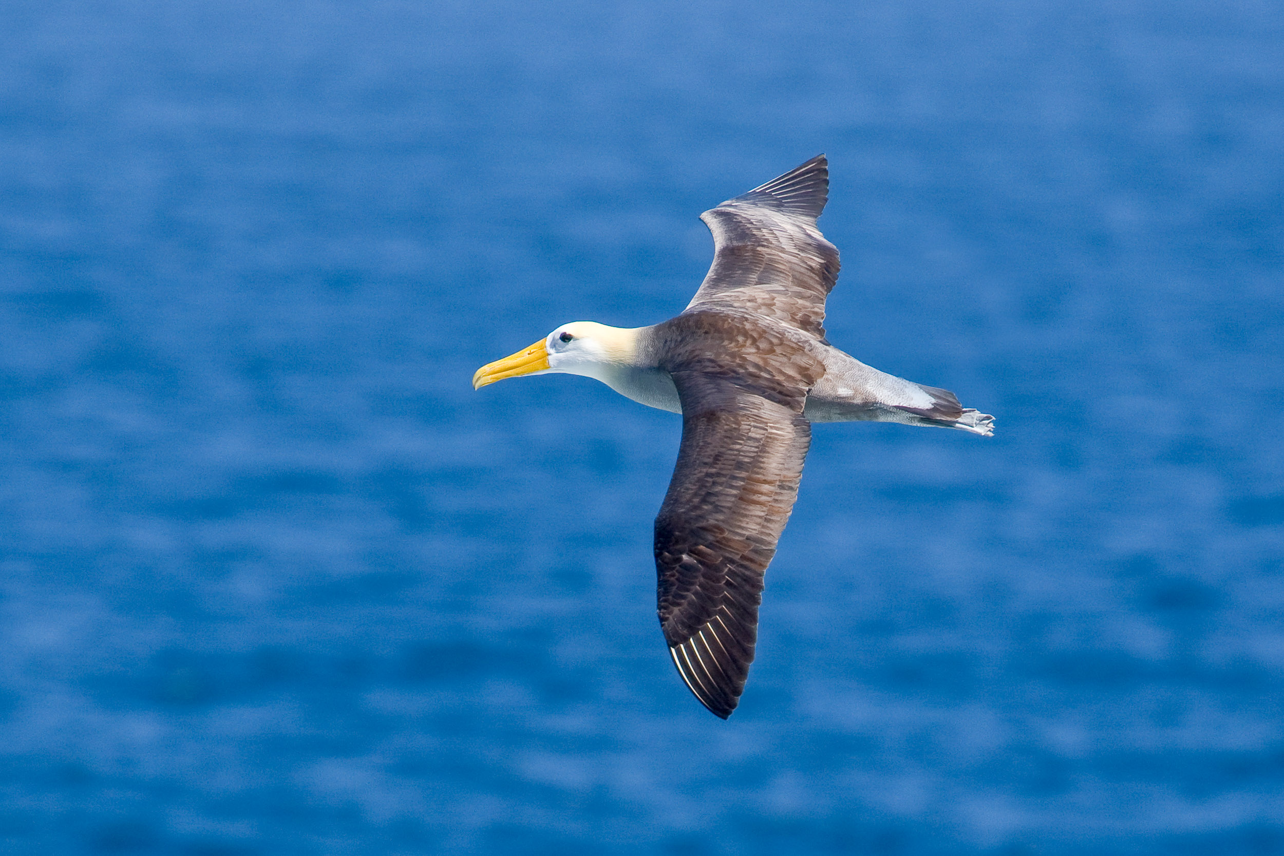 Special birding cruise to the Galápagos