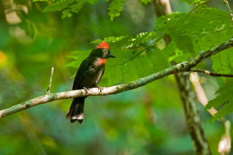 Destination Travels to Colombia with Birding Experience