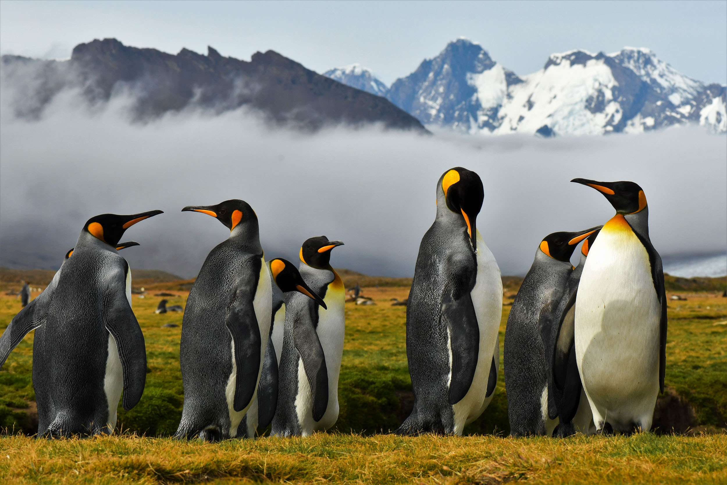 Destination Voyages en Antarctique avec Birding Experience