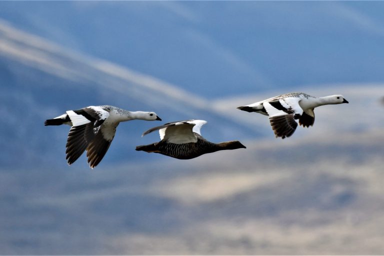 El Calafate - La Angostura - Birds from The End of the World with Birding Experience