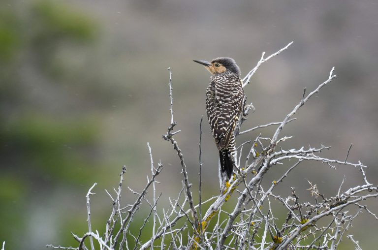 Strobel - El Chalten - Birds from the end of the world with Birding Experience