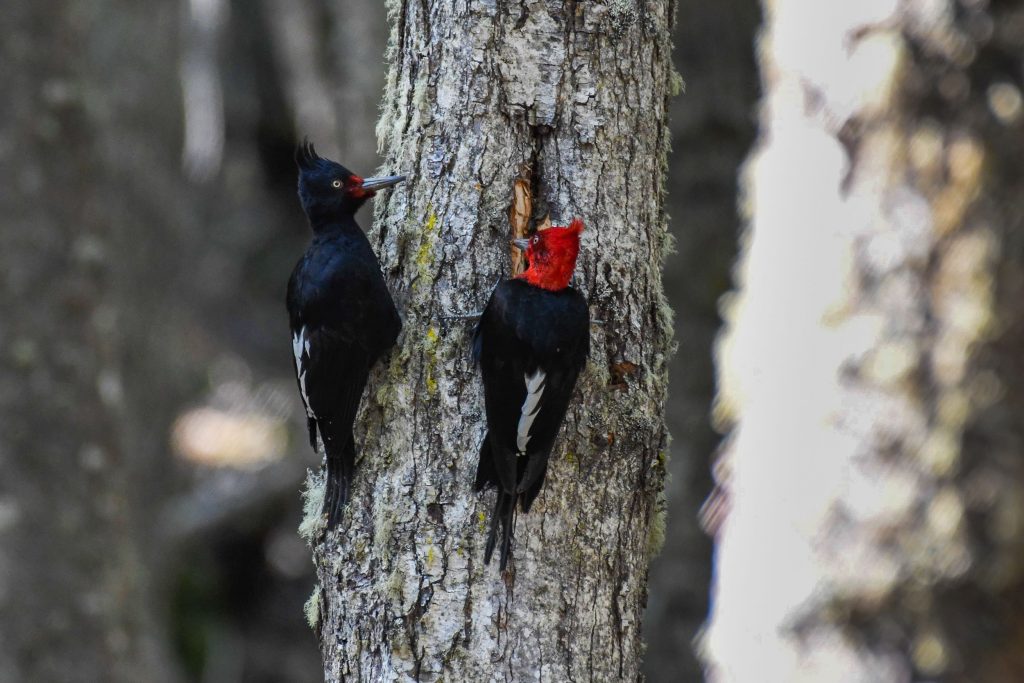Magellanic Woodpecker – PN Tierra de Fuego