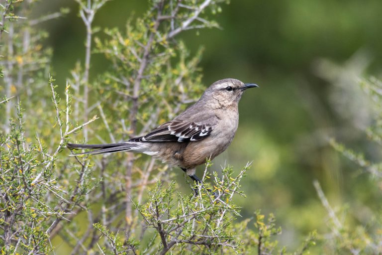Laguna Chiquichano - Trelew - El Calafate - Les oiseaux du bout du monde avec Birding Experience
