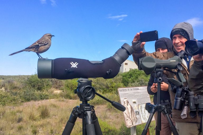 Terra Australis – Rapport de voyage ornithologique en Argentine - Par Birding Experience