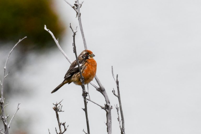 El Chalten – El Calafate - Les oiseaux du bout du monde avec Birding Experience