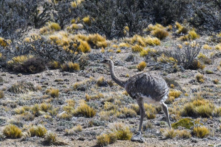 Lesser Rhea (Rhea pennata) - Fitz Roy - Birds from the end of the world with Birding Experience