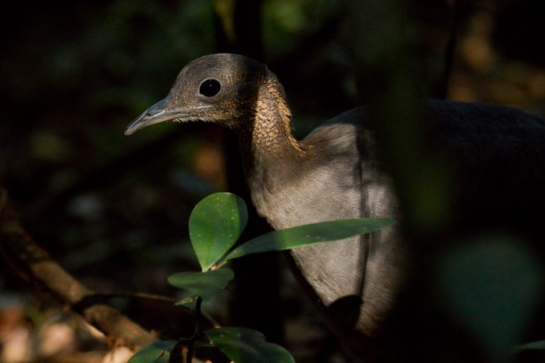 Tinamou solitaire (tinamus solitarius) - Parc national Iguazú - De Buenos Aires à Iguazú avec Birding Experience