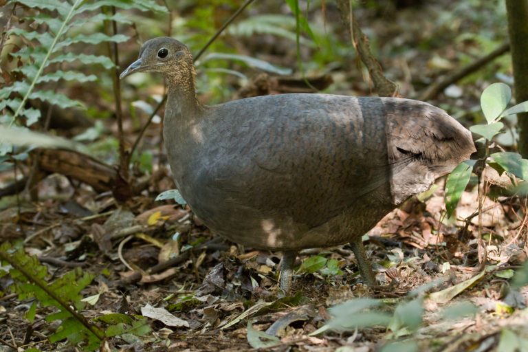 Tinamou solitaire (tinamus solitarius) - Guapiaçu - Itororo - Pantanal and Atlantic Forest with Birding Experience
