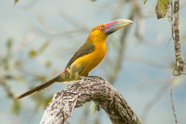 Araçari de Baillon (Pteroglossus bailloni) - Intervales – Trilha Dos Tucanos - Photo tour dans la Mata Atlantica Sud avec Birding Experience