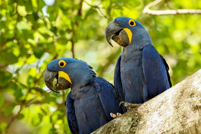 Santa Teresa - Piuval - Pantanal and Atlantic Forest with Birding Experience