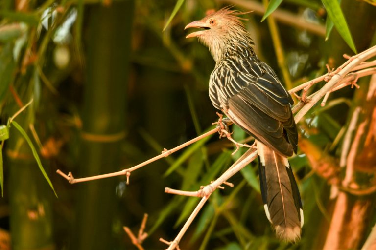 Guira cuckoo (guira guira) - Arrival in Sao Paolo - Cuiaba - Pantanal and Atlantic Forest with Birding Experience