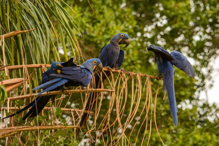 Circuits ornitho spécial photographes - Pantanal et Mata Atlantica avec Birding Experience